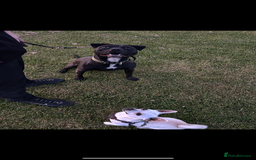 American Bulldog dogs for sale: American bulldog  - Image 1