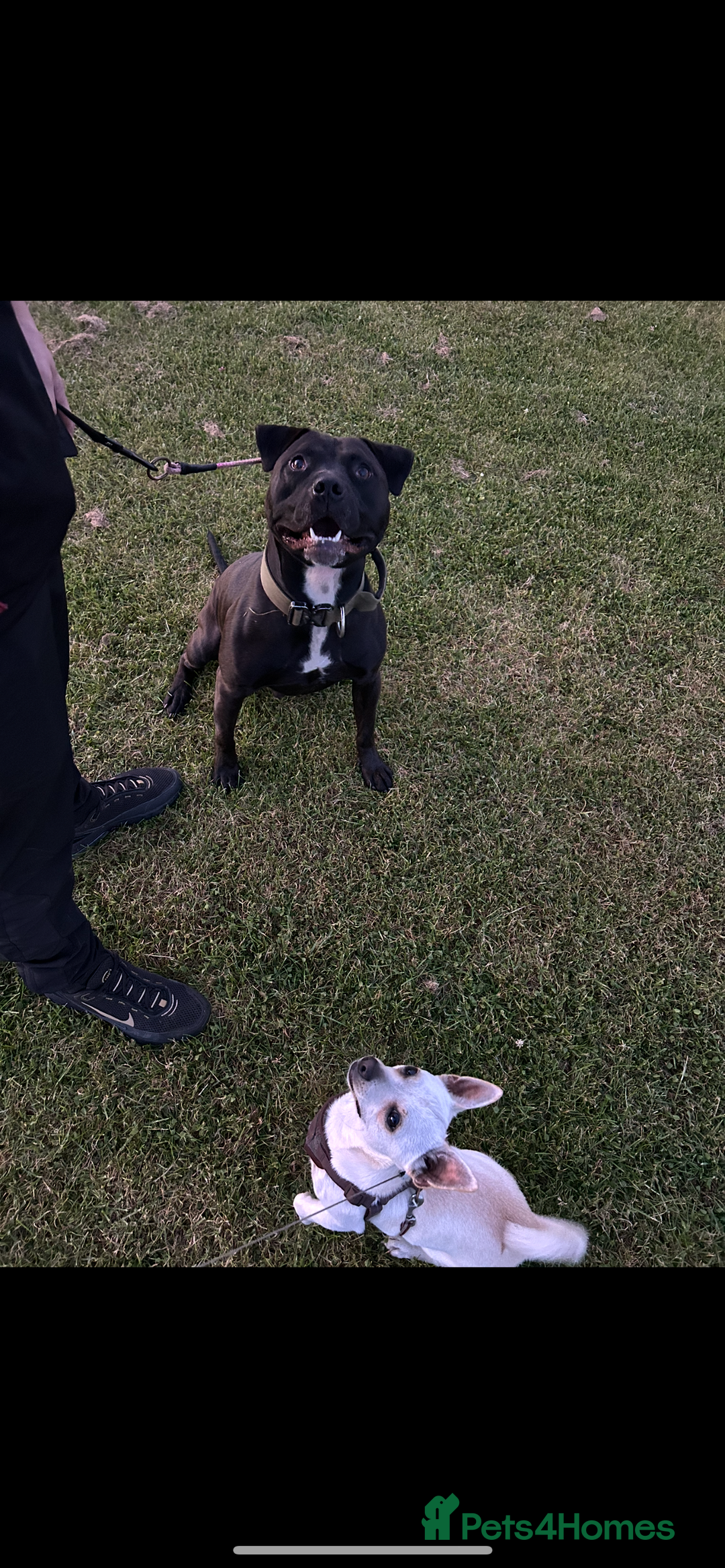 American Bulldog dogs for sale: American bulldog  - Image 1