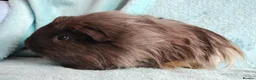 Guinea Pig rodents for sale: Cute pair of boys guinea pigs ready now  - Advert 7