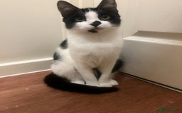 Mixed Breed cats for sale: Female cat Raiyah ( RiRi) - Image 2