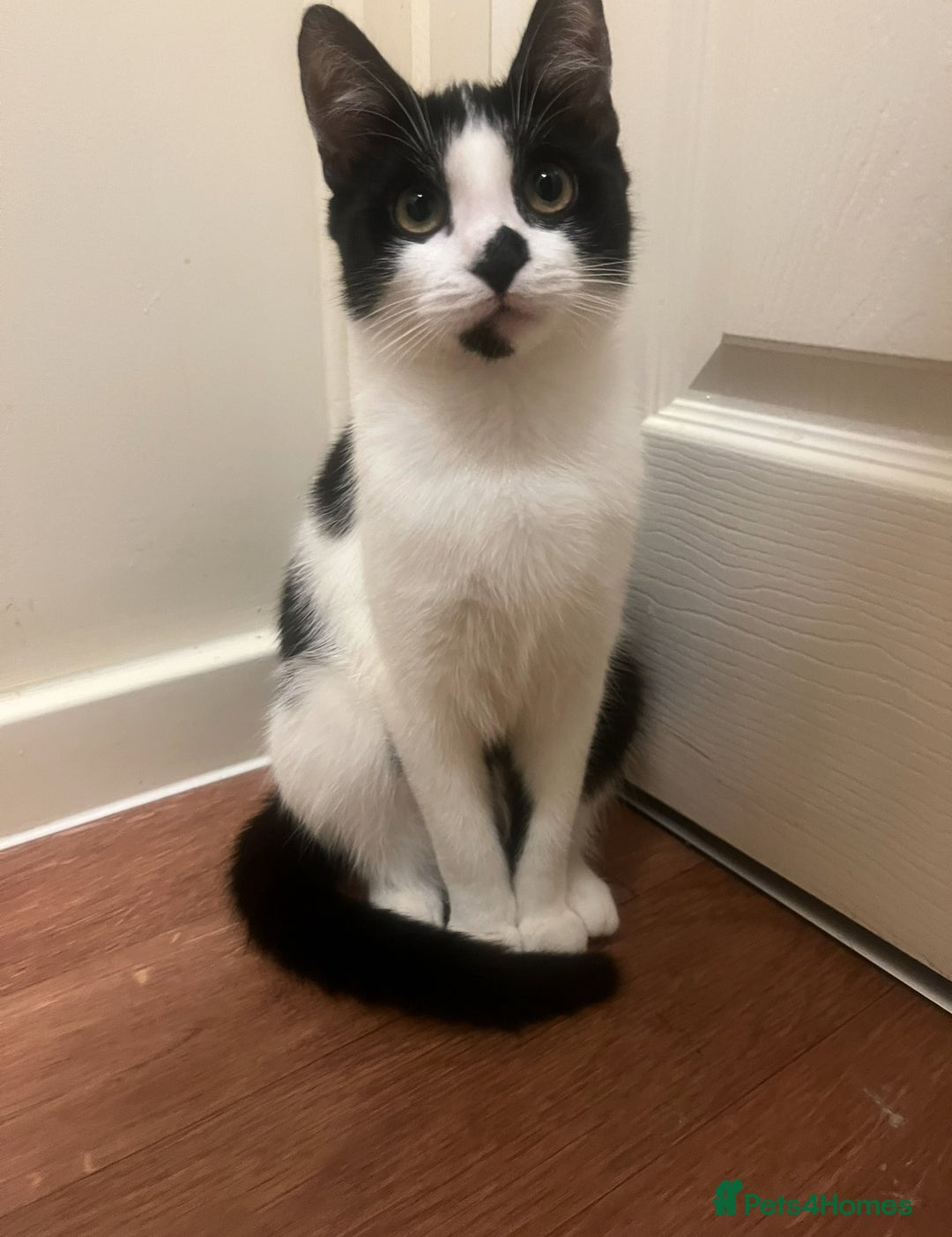 Mixed Breed cats for sale: Female cat Raiyah ( RiRi) - Image 2