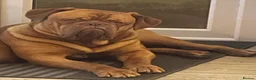 Dogue De Bordeaux dogs for sale: Stunning KC Dogue de Bordeaux Puppies in Bradford - Advert 5