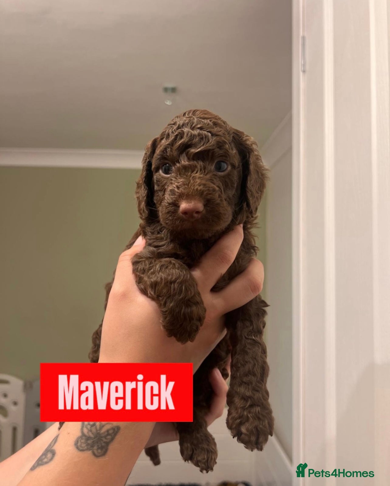 Cockapoo dogs Last Chocolate F1B Male Cockapoo Available 🧸🤎 - Advert 6