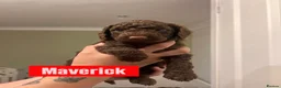 Cockapoo dogs for sale: Last Chocolate F1B Male Cockapoo Available 🧸🤎 - Advert 1