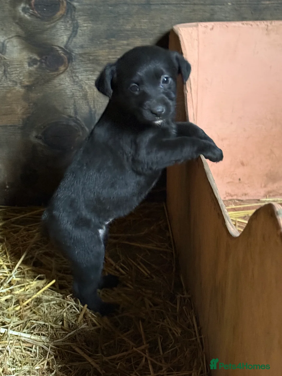 Mixed Breed dogs for sale: Gorgeous Labrador/ lurcher Puppies.  - Advert 4