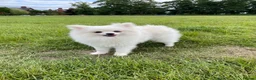 Pomeranian dogs for sale: Stunning little Pomeranian KC white Boy - Advert 5
