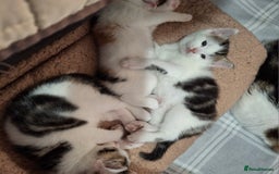 Mixed Breed cats for sale: 3 Adorable Fluffy Kittens - Image 6