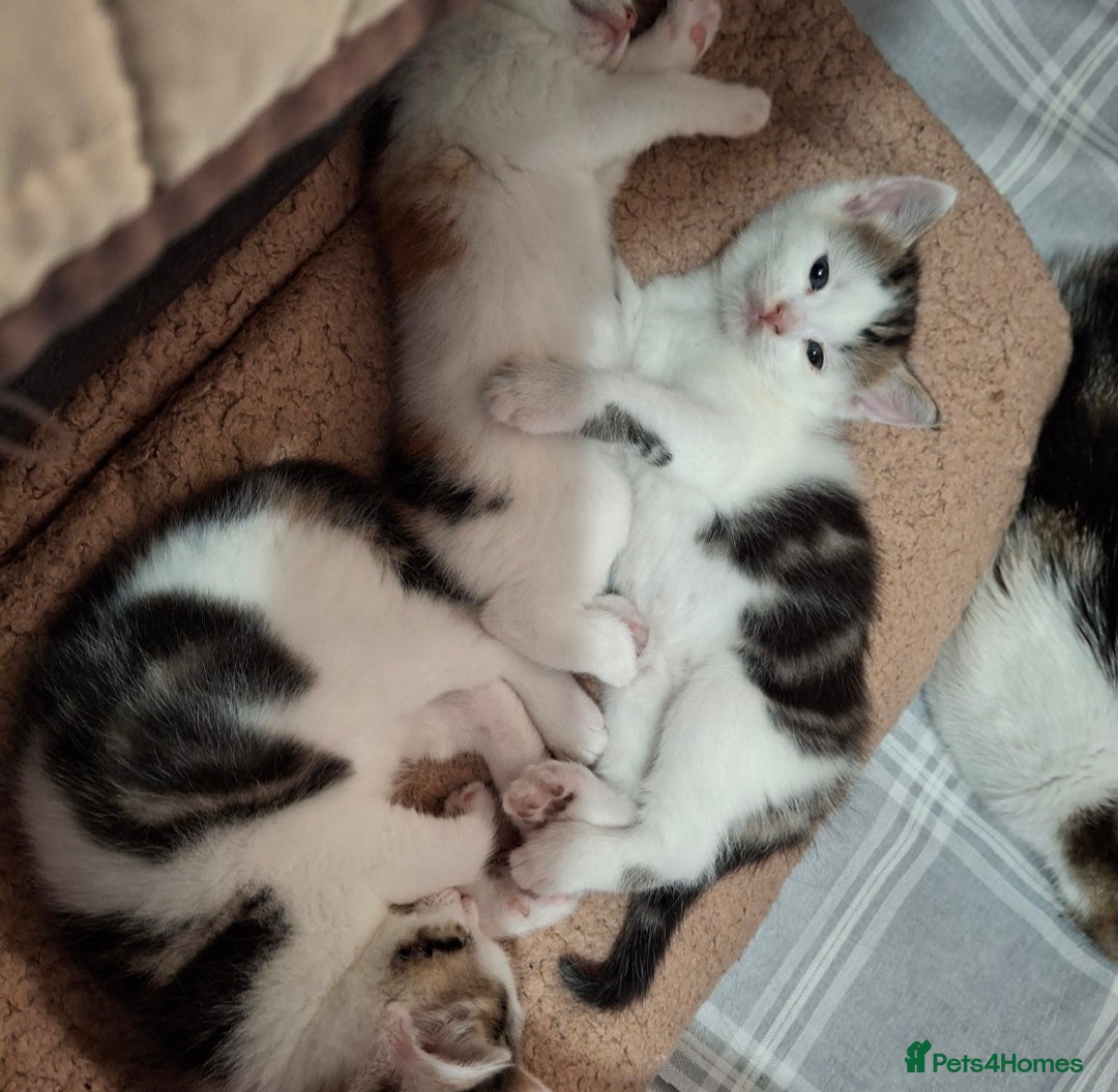 Mixed Breed cats for sale: 3 Adorable Fluffy Kittens - Image 6