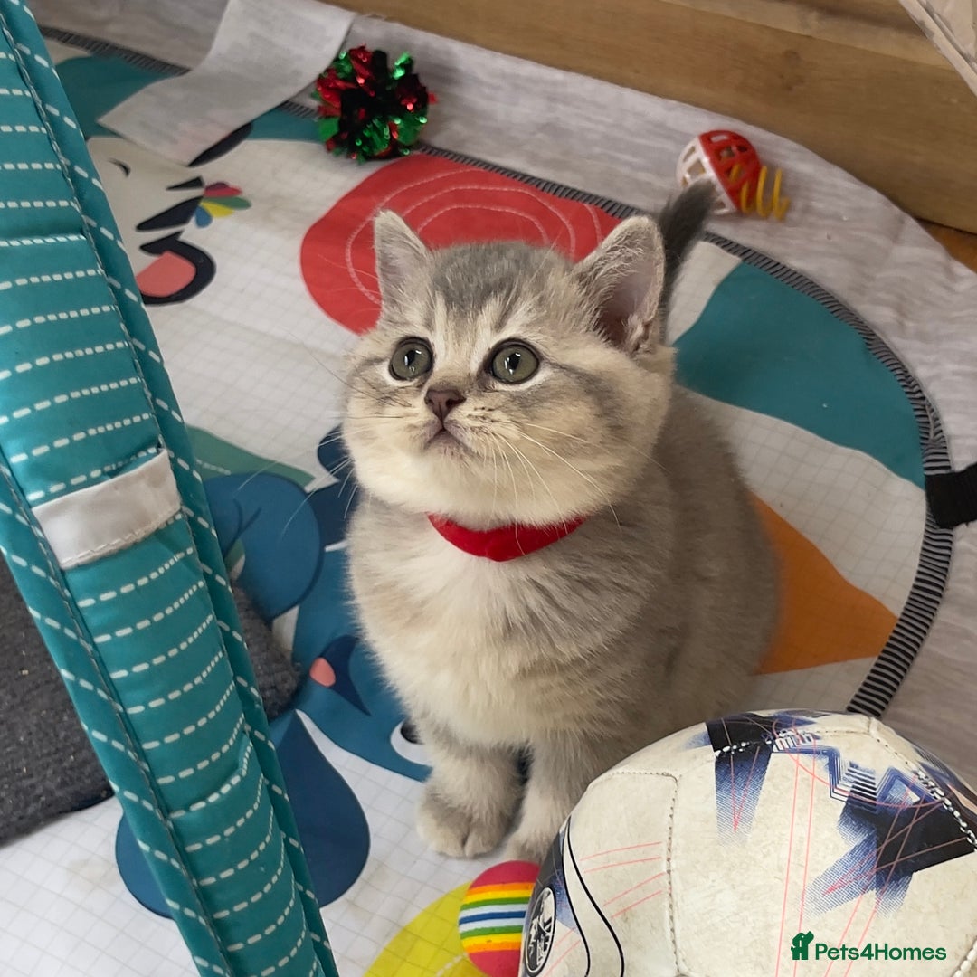 British Shorthair cats for sale: GCCF British Shorthair Kittens– Champion Lines - Image 8