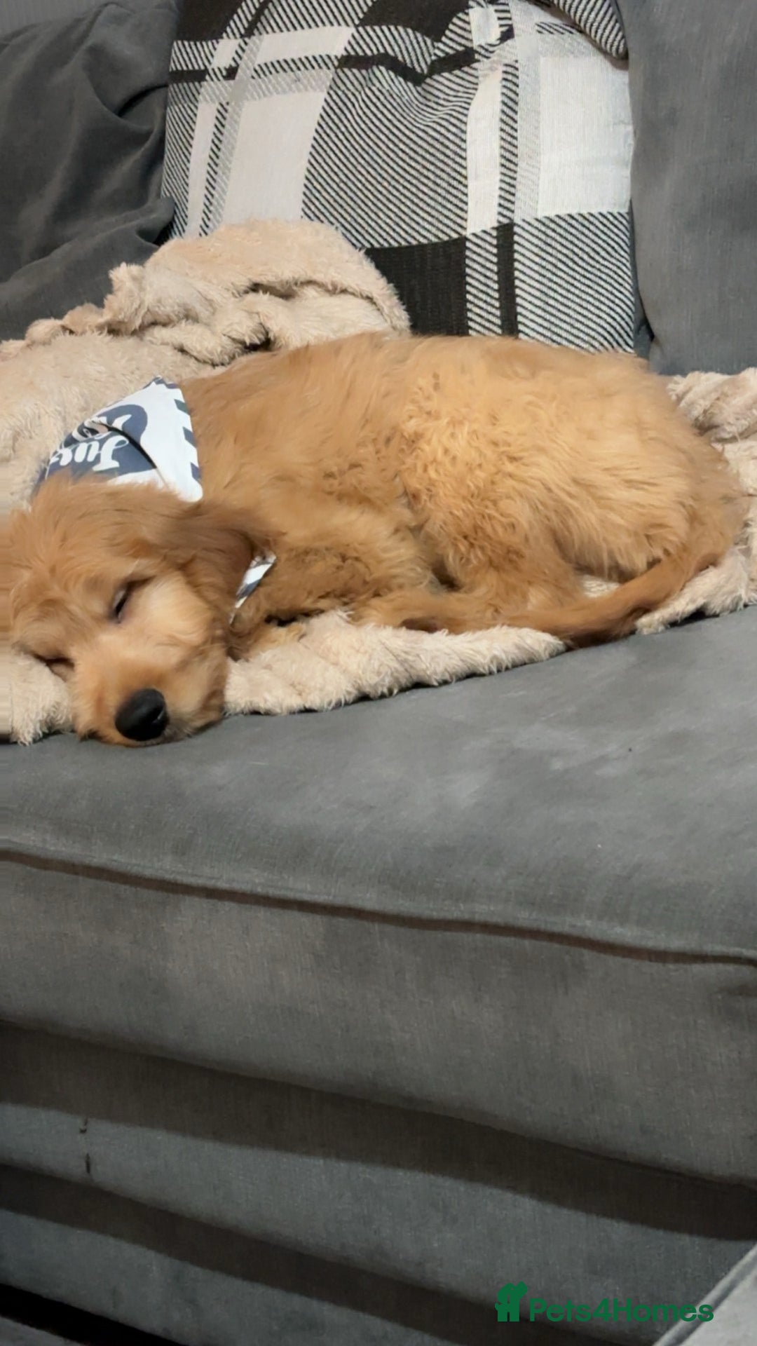 Goldendoodle dogs for sale: Bobby - Advert 3