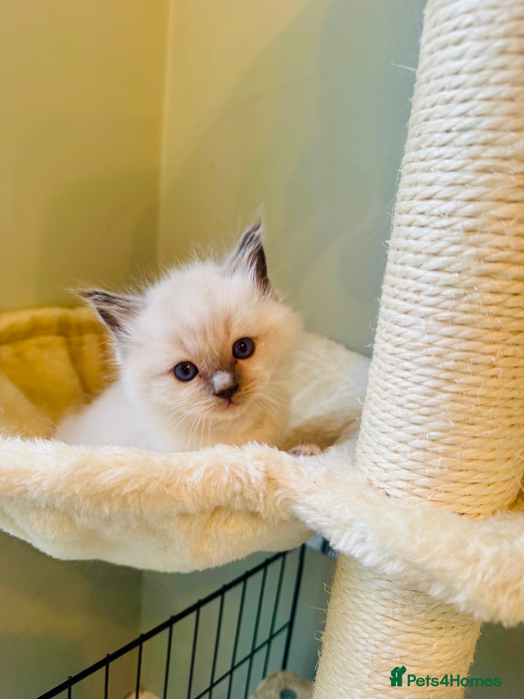 Ragdoll cats for sale: Pure bred blue & lilac point Ragdoll kittens  - Advert 9