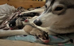 Utonagan dogs for sale: Siberian husky x malamute puppies - Image 5