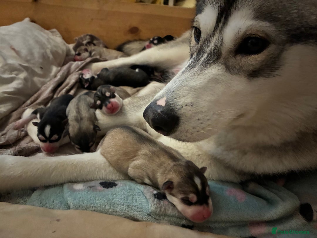 Utonagan dogs for sale: Siberian husky x malamute puppies - Image 5