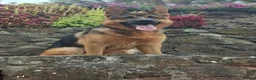 German Shepherd dogs for sale: German shepherd puppies for sale  - Advert 2