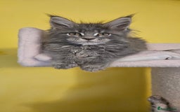 Maine Coon cats for sale: TICA Registered Maine Coon Kittens  - Image 2