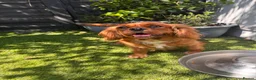 Cavapoo dogs for sale: Beautiful F1 Cavapoo Puppies  - Advert 12