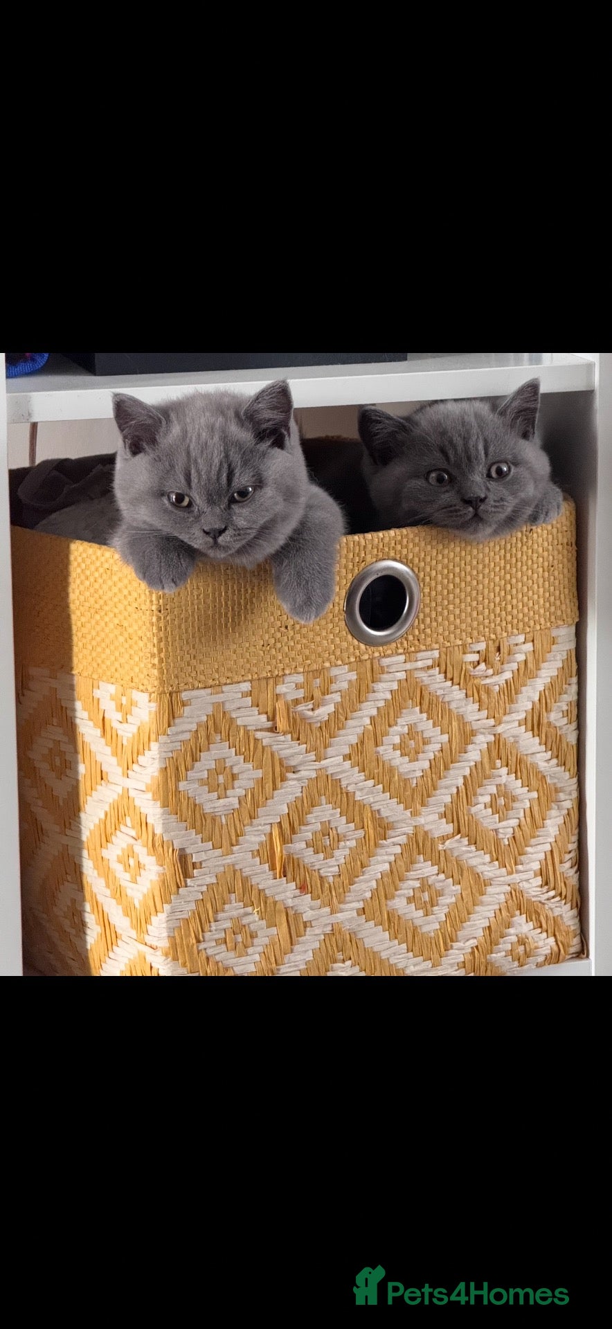 British Shorthair cats Gorgeous British Shorthair Kittens - Advert 1