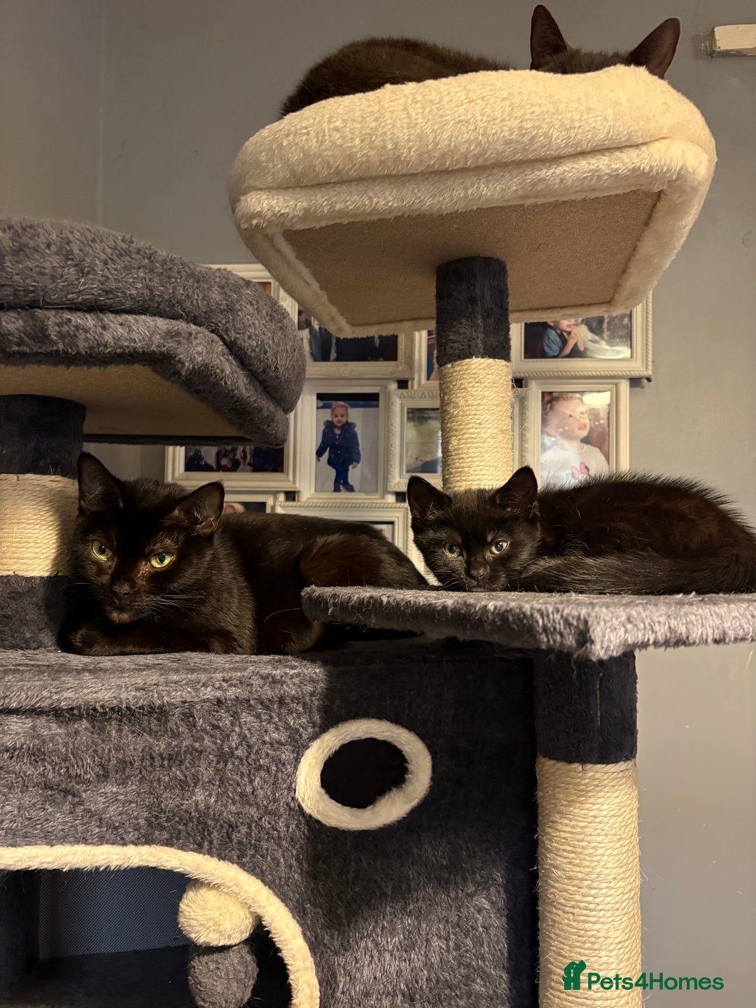 Mixed Breed cats for sale: Kitten for sale  - Advert 1