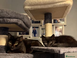 Mixed Breed cats Kitten for sale - Advert 1