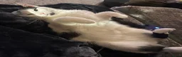 Mixed Breed cats for sale: Free 2 year old male to a good home in Newcastle upon Tyne - Advert 4