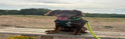 Mixed Breed dogs for sale: BEAUTIFUL BORDER COLLIE X COCKER SPANIEL  - Advert 8