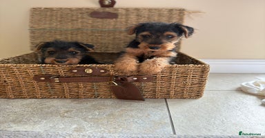 Welsh Terrier dogs - Advert 1