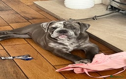 Olde English Bulldogge dogs for sale: Dior the Olde English Bulldogge - Image 9