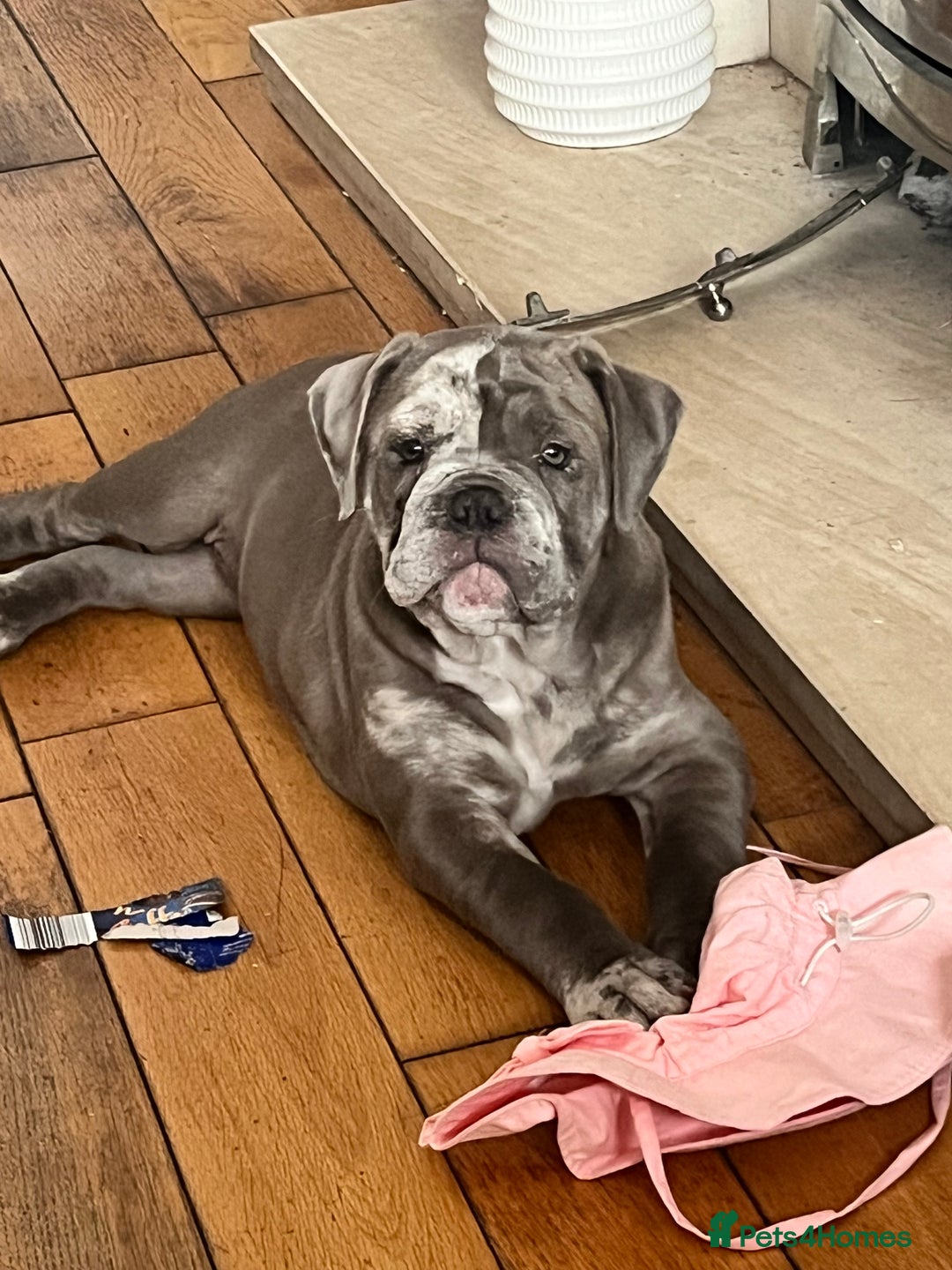 Olde English Bulldogge dogs for sale: Dior the Olde English Bulldogge - Image 9