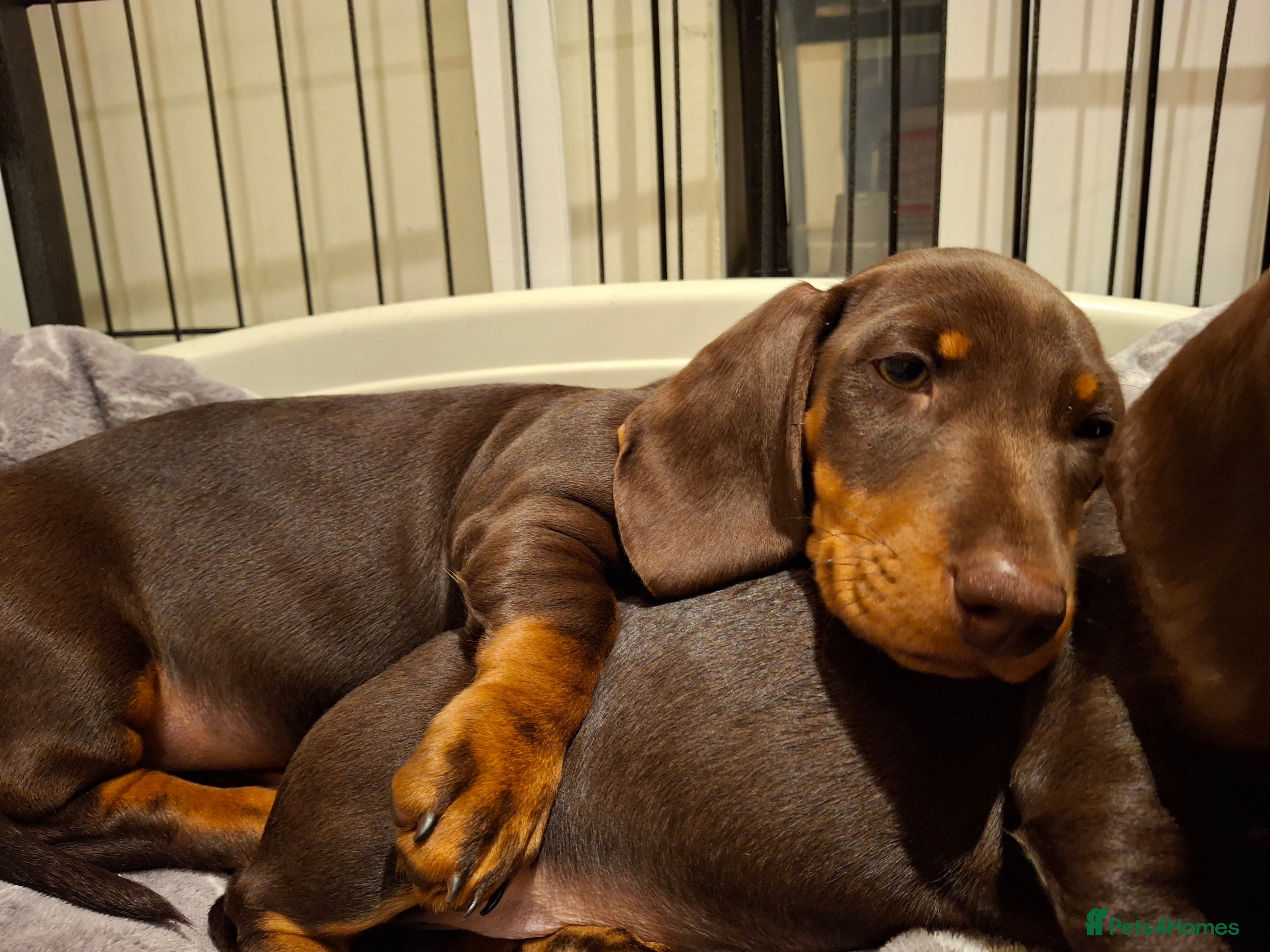 Miniature Dachshund dogs 🐾❤️ KC Reg Smooth Haired Miniature Dachschund  - Advert 15