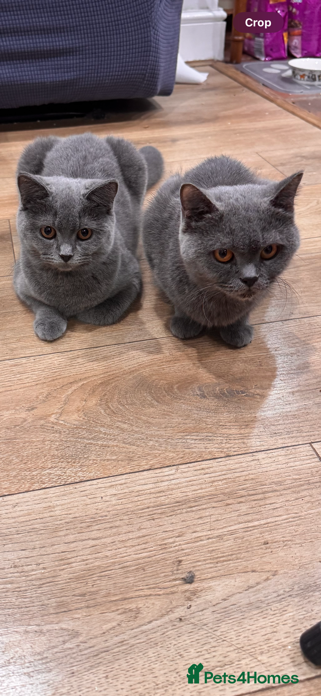 British Shorthair cats for sale: PURE BSH Girl kitten and BSH mix adorable boys - Advert 2