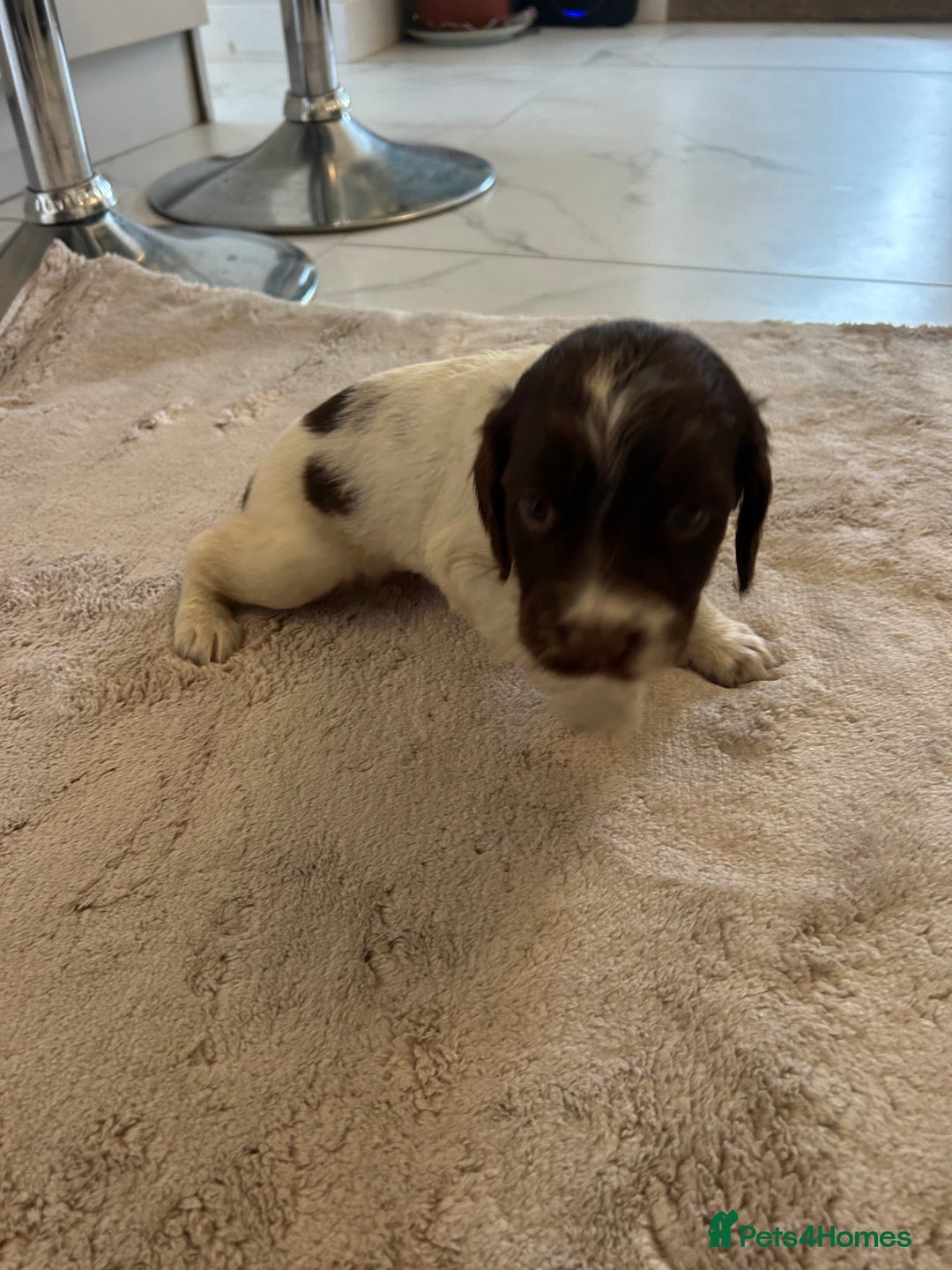 English Springer Spaniel dogs for sale: KC registered Springer spaniels puppies  - Image 38
