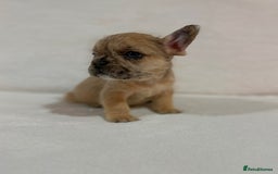 French Bulldog dogs for sale: 🐶 French Bulldog Pups 🐶 - Advert 2