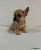 French Bulldog dogs 🐶 French Bulldog Pups 🐶 - Advert 9