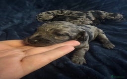 Labradoodle dogs for sale: *ONLY 2 LEFT*, ready to leave 31st oct!! - Image 20