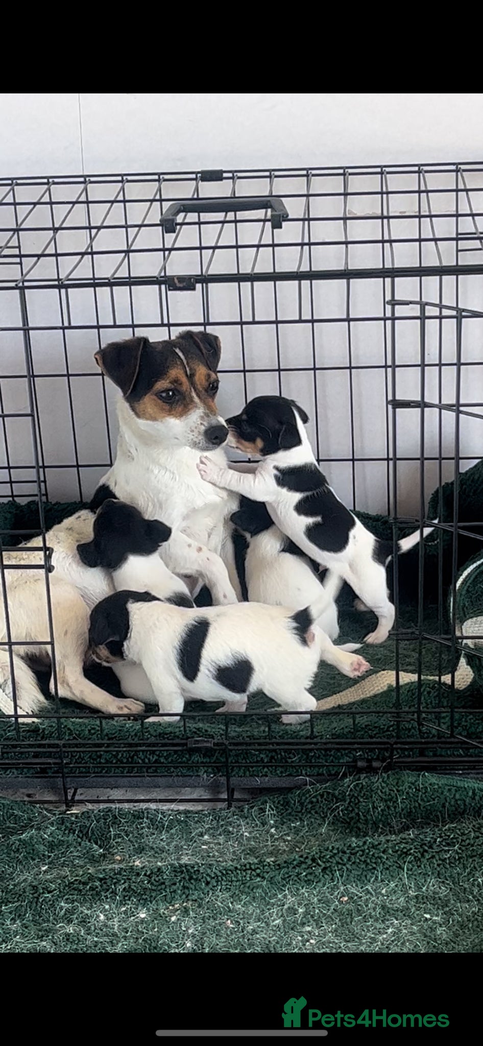 Jack Russell dogs 🐶 4 Adorable Jack Russel Puppies🐶 - Advert 10