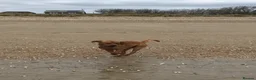 Labrador Retriever dogs for stud: KC Fox Red Labrador for Stud - Advert 10