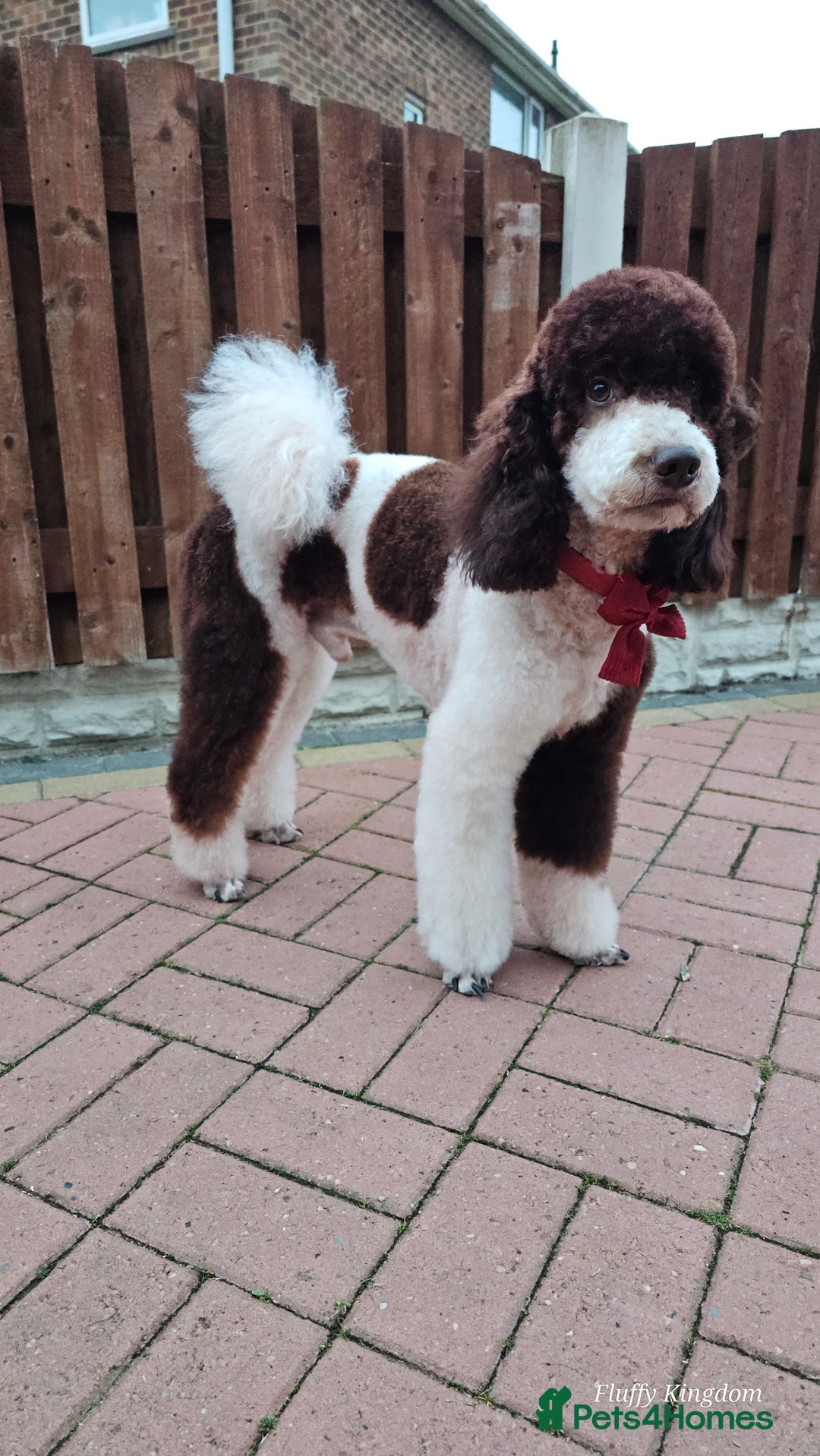Miniature Poodle dogs for stud: Stunning Fully health tests Poodle - Advert 23