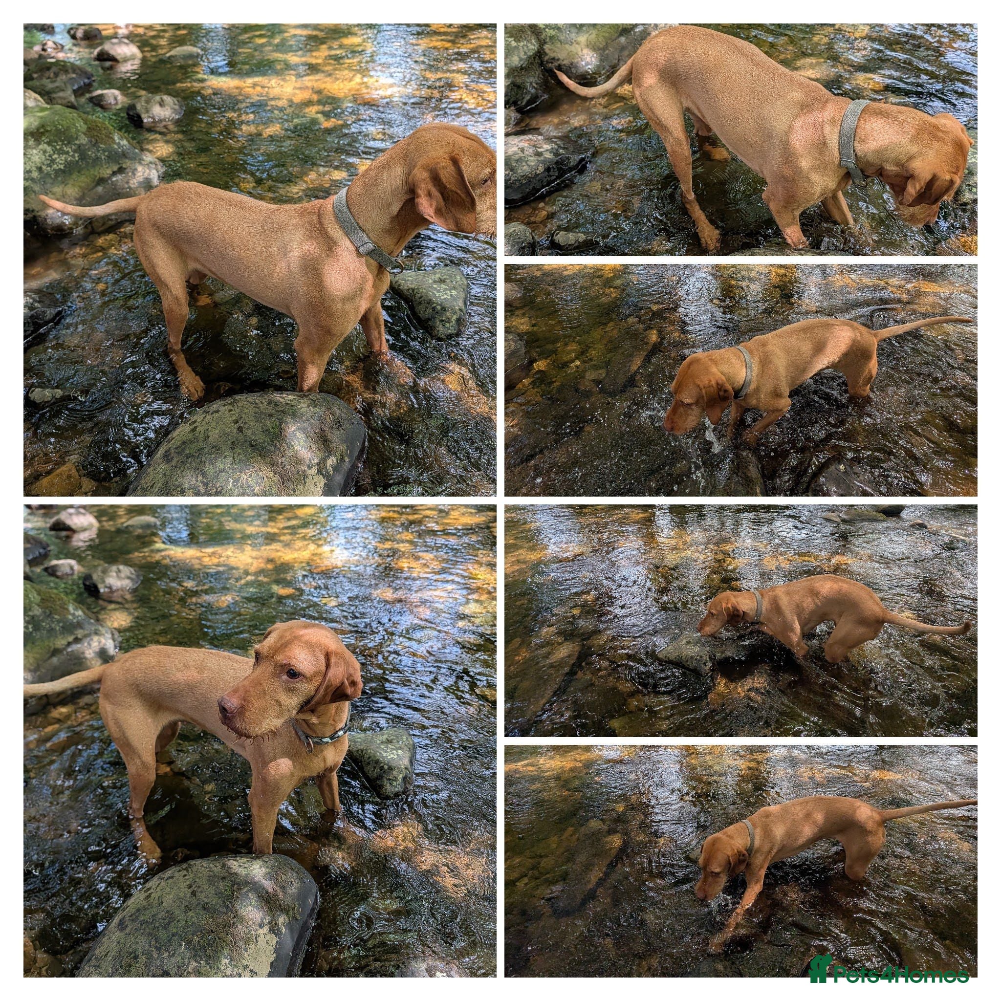 Hungarian Vizsla dogs Wirehaired Hungarian Vizsla Puppies - Advert 2