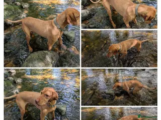 Hungarian Vizsla dogs Wirehaired Hungarian Vizsla Puppies - Advert 2