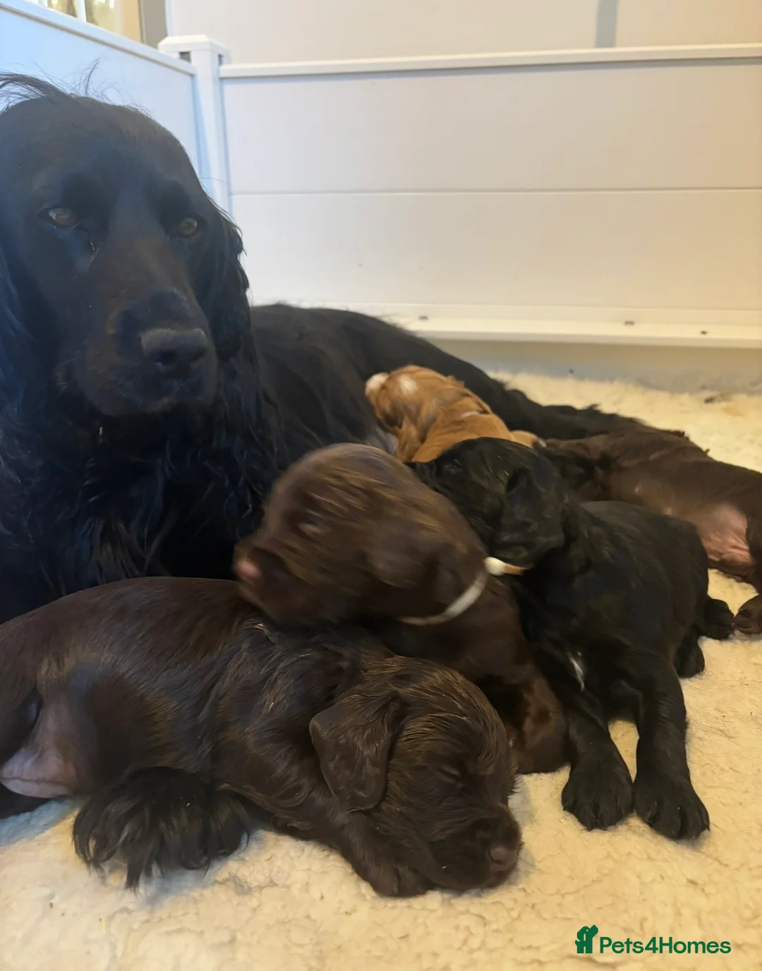 Cocker Spaniel dogs for sale: 6 month old Working Cocker spaniel Bitch - Advert 2