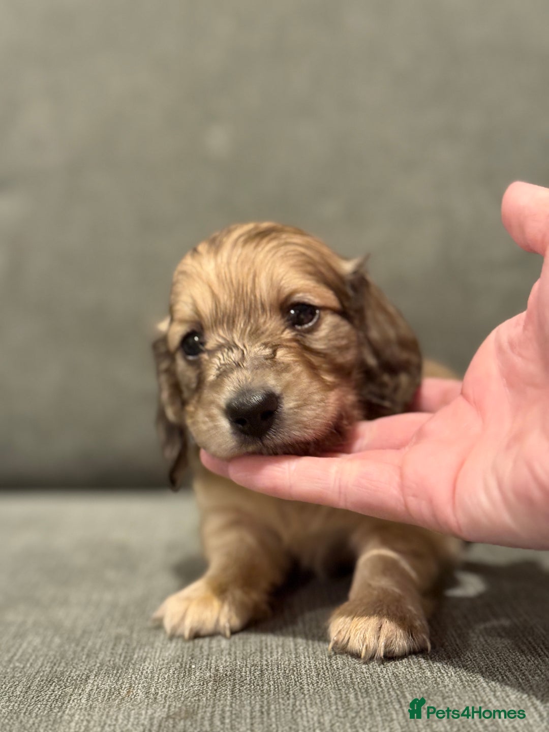 Miniature Dachshund dogs for sale: Shaded cream boy ready now - Advert 13