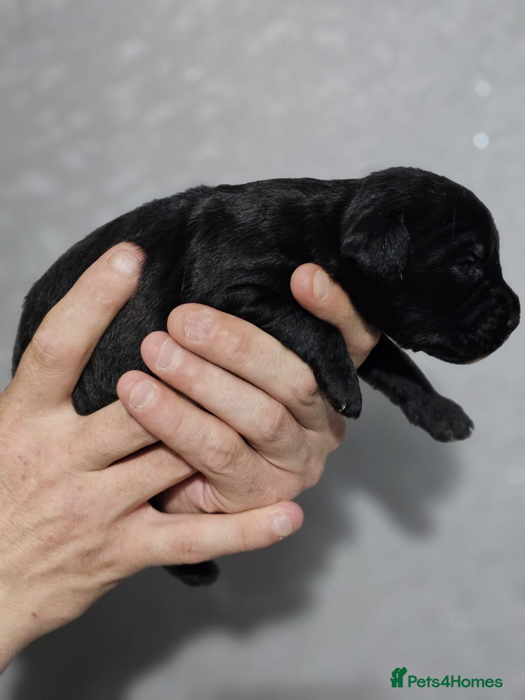 Mixed Breed dogs for sale: Cockapoo X puppies - Image 8