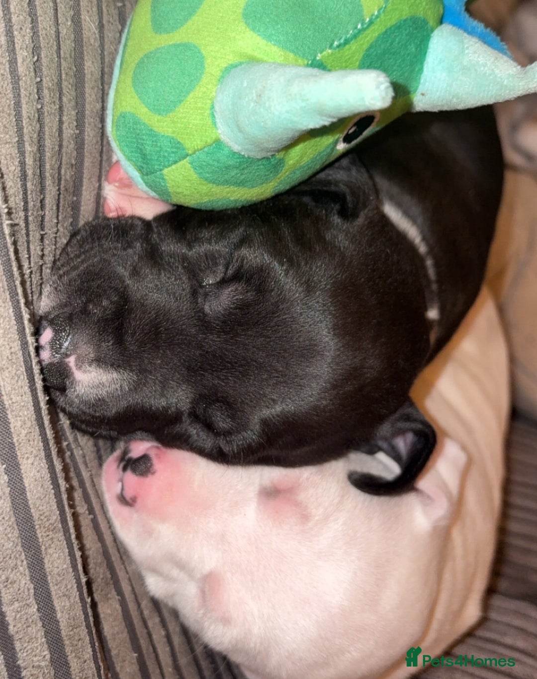 Mixed Breed dogs for sale: Black and white english bull terrier cross - Advert 5