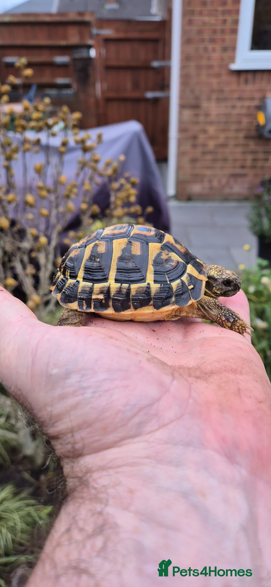 Hermann Tortoise reptiles for sale: WESTERN HERMANNS [ DWARF HERMANNS] - Advert 13