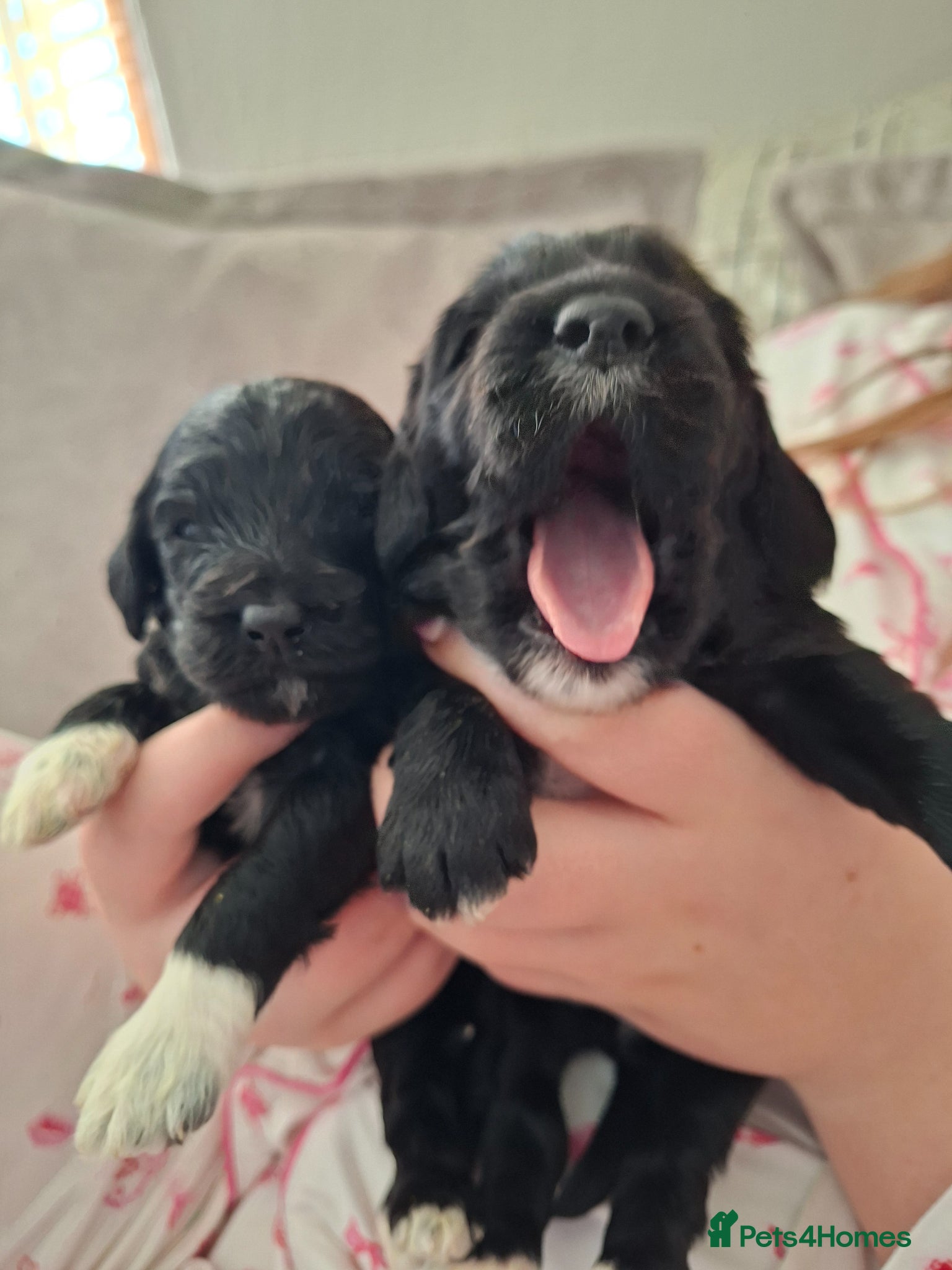 Cockapoo dogs F1 cockapoo puppies - Advert 2