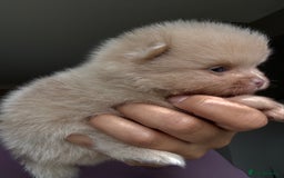 Pomeranian dogs for sale: Lilac and tan, chocolate and tan Pomeranians💜🤎 - Image 11