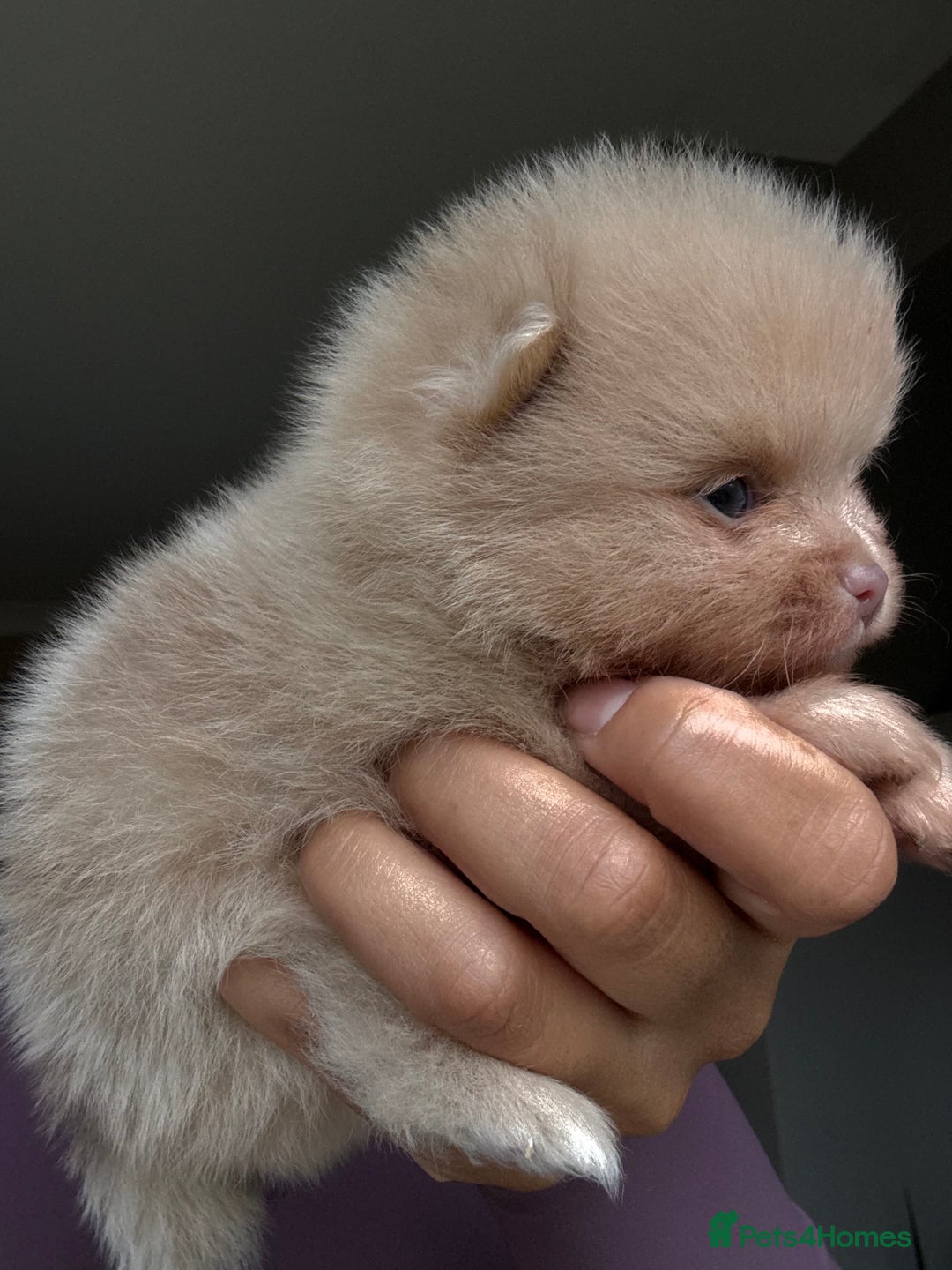 Pomeranian dogs for sale: Lilac and tan, chocolate and tan Pomeranians💜🤎 - Image 11