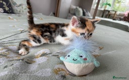 Bengal cats for sale: Bengal kittens 4 pure bangals 5 bengal x kittens - Image 22