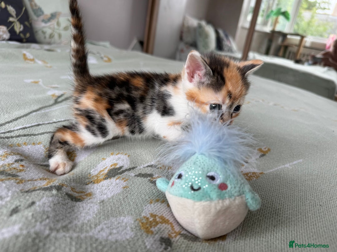 Bengal cats for sale: Bengal kittens 4 pure bangals 5 bengal x kittens - Image 22