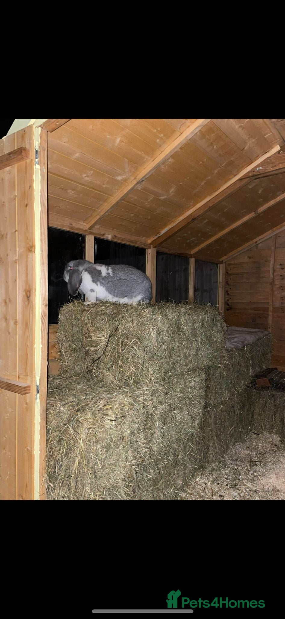 French Lop rabbits French lop - Advert 1